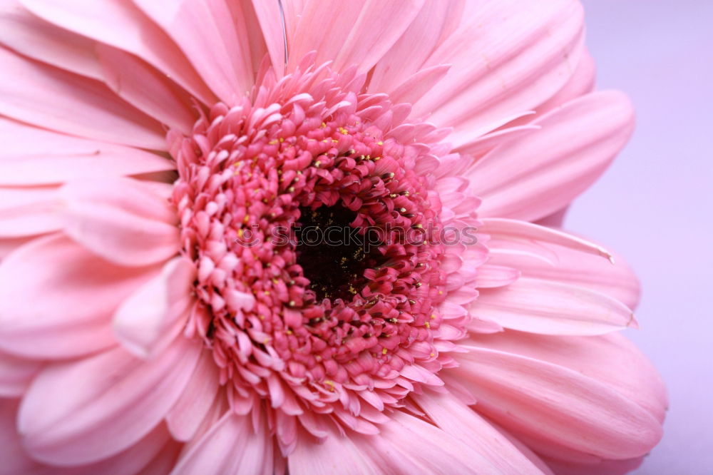 Image, Stock Photo fragile beauty Blossom