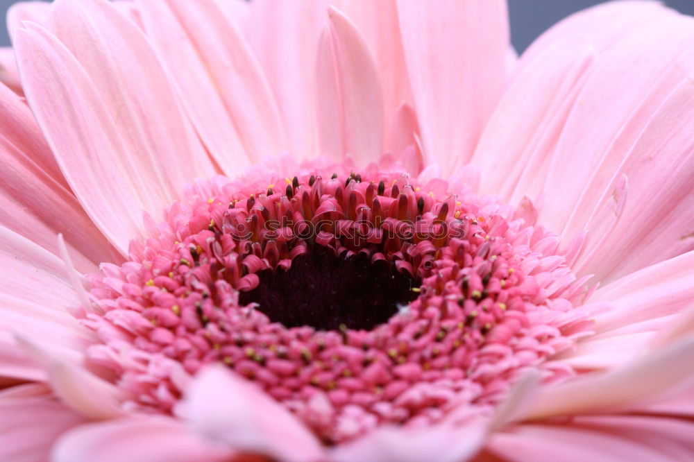 Similar – Rosa Blüte Frühling rosa