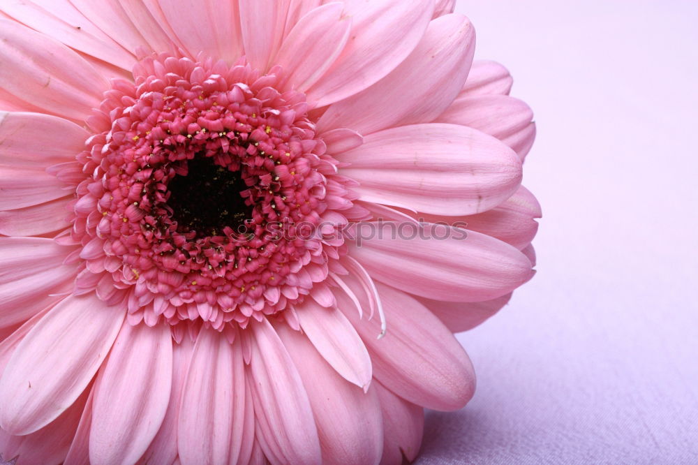 Similar – Image, Stock Photo fragile beauty Blossom