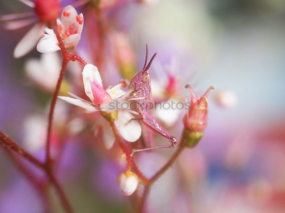 Similar – Image, Stock Photo Erika…. Heathland