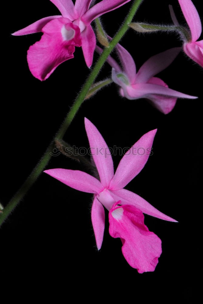 Similar – Wild mallow, Malva sylvestris