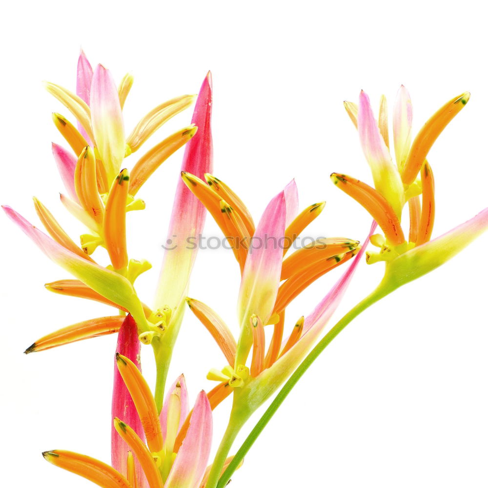 Similar – red flower of Billbergia