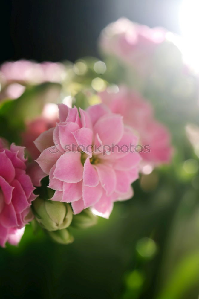 Image, Stock Photo PINk Living or residing