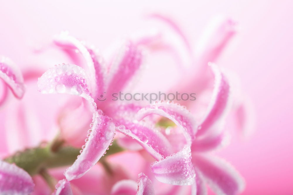 Similar – anemone Plant Flower Leaf