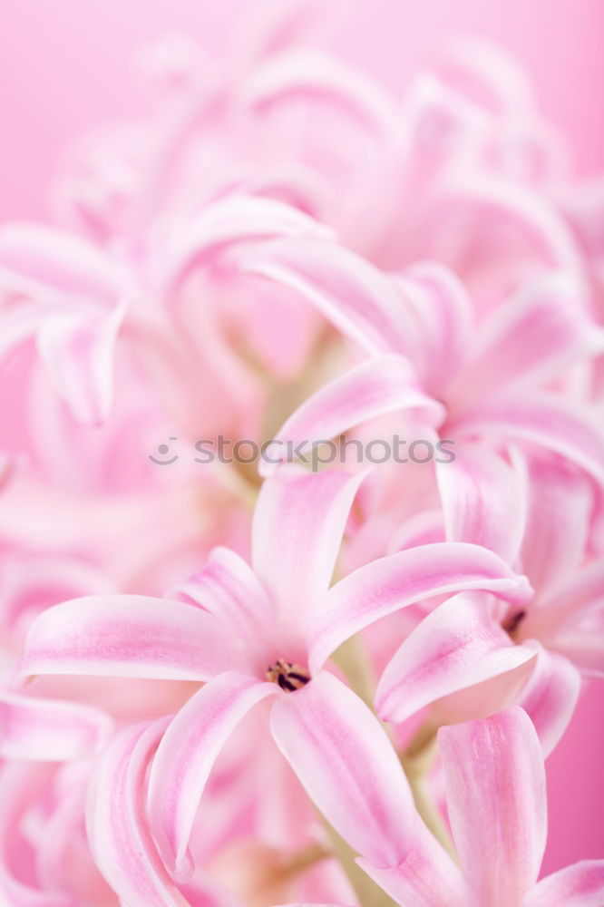 Similar – pink Plant Spring Flower