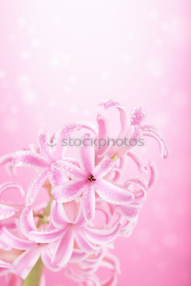 Similar – pink Plant Spring Flower