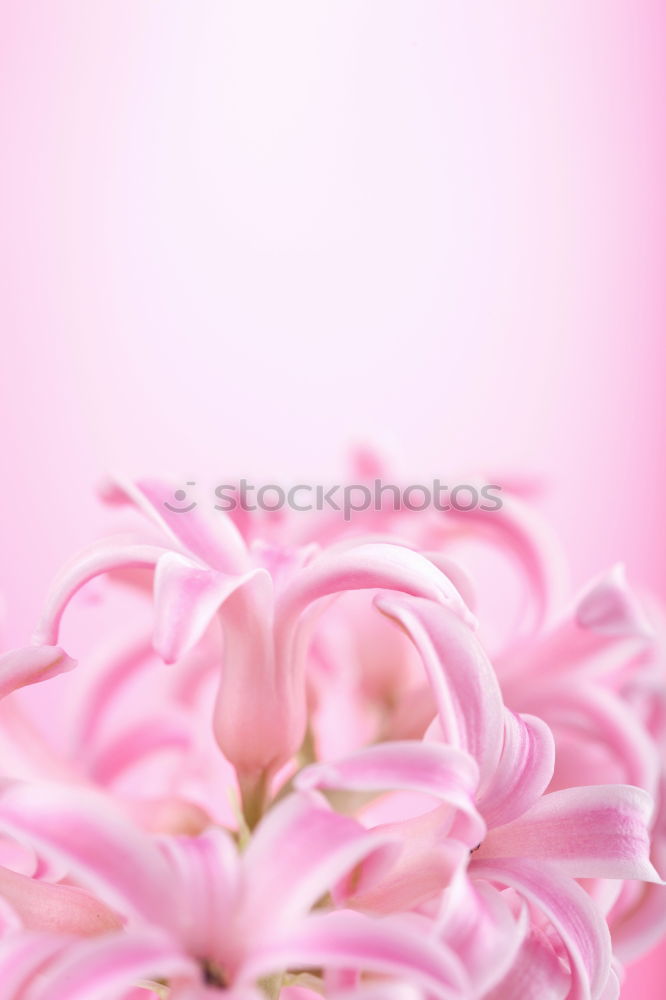 Similar – pink Plant Spring Flower