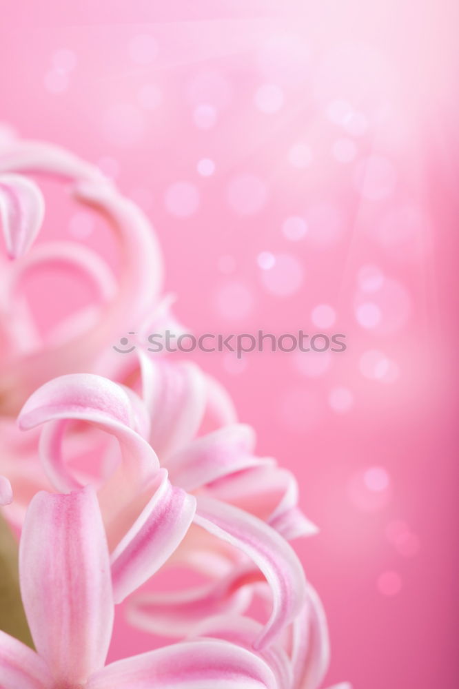 Similar – Image, Stock Photo Tulip flowers