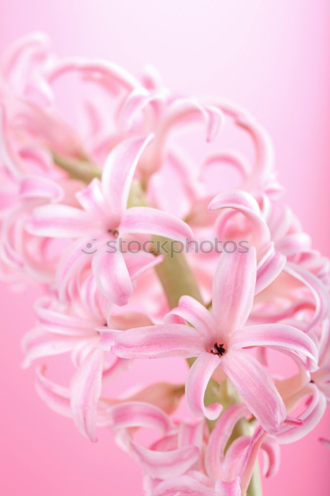 Similar – Image, Stock Photo Pastel pink flowers frame