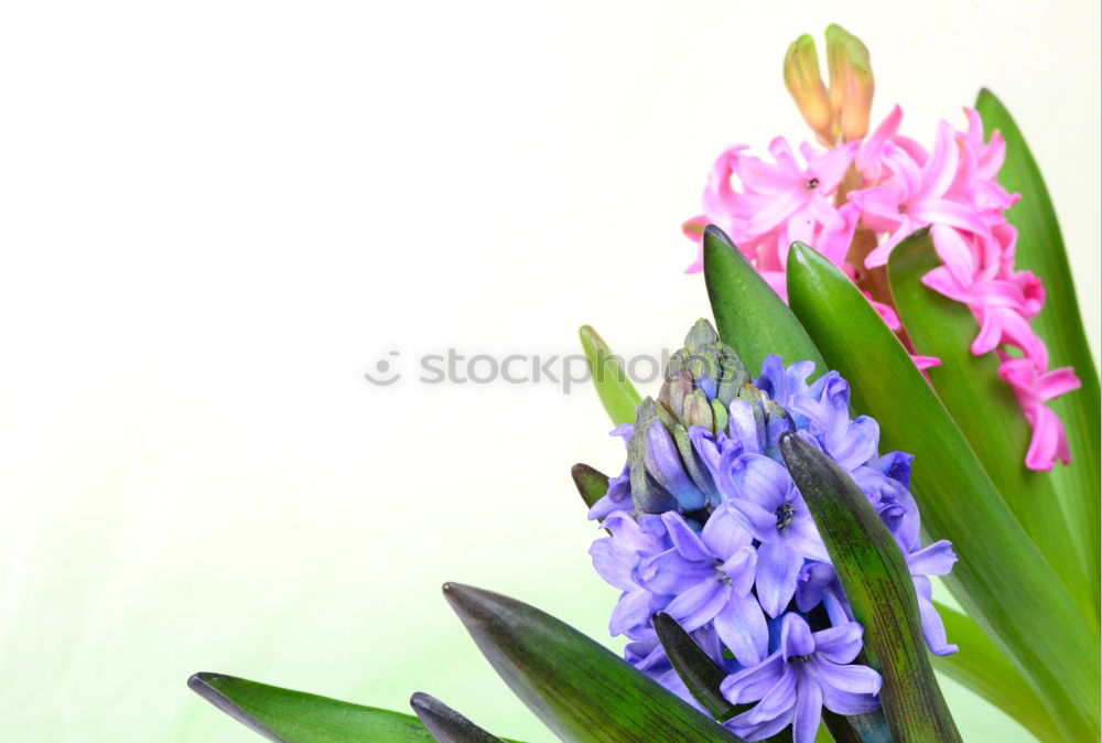 Similar – Common Dutch Garden Hyacinth (Hyacinthus Orientalis)