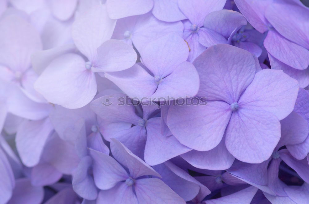 Similar – hydrangea Plant Summer