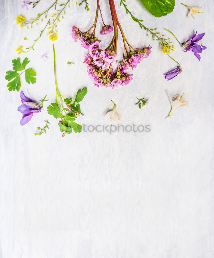 Similar – Image, Stock Photo herbarium Design