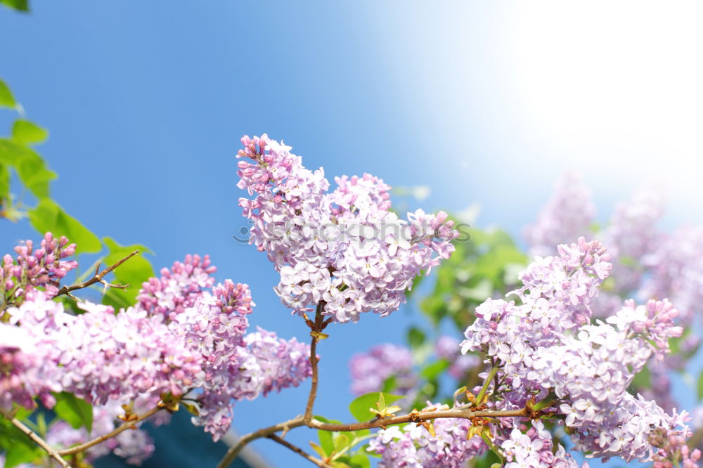 Similar – Image, Stock Photo Purple lilac in the sunshine