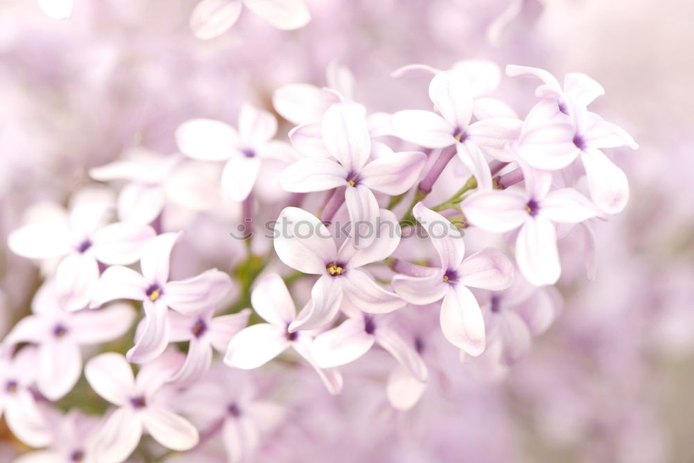 Similar – Image, Stock Photo Purple lilac in the sunshine