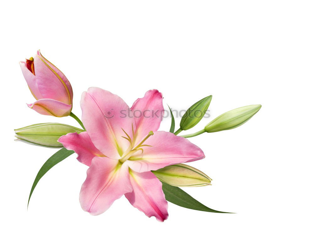 Similar – Image, Stock Photo Pink Tulip