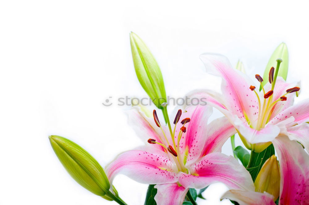 Similar – Image, Stock Photo Hyacinth on light wood background