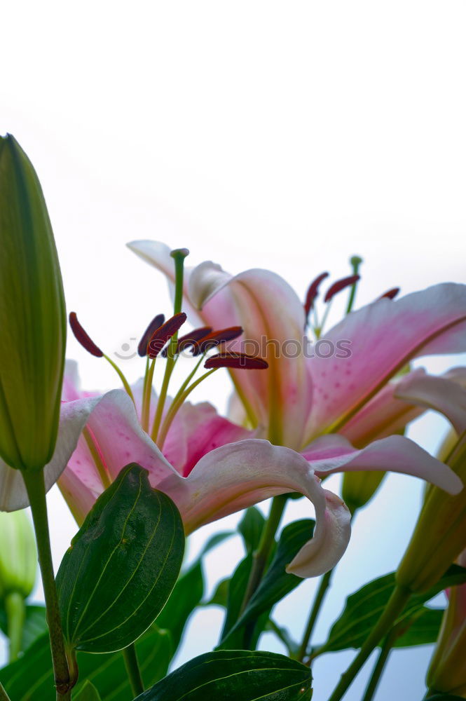 Similar – Image, Stock Photo Lilies Flowers Bouquet