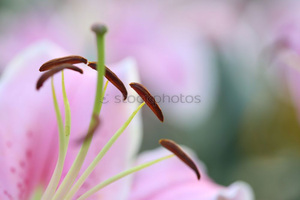 Similar – Detail of a lilac clematis