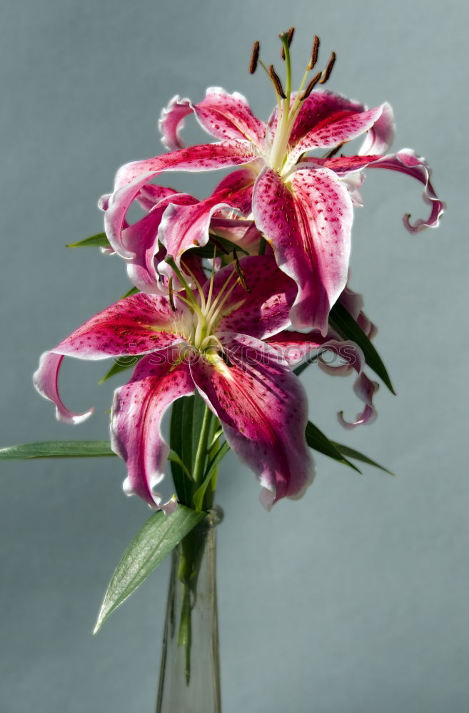 Similar – lilies Plant Flower Leaf