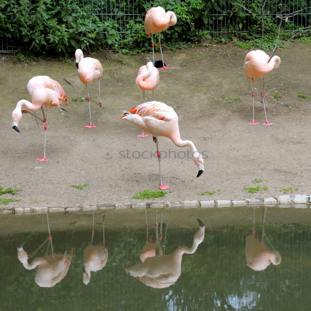 Similar – Image, Stock Photo Flip flop