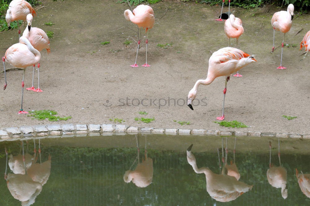 Similar – Image, Stock Photo Flip flop
