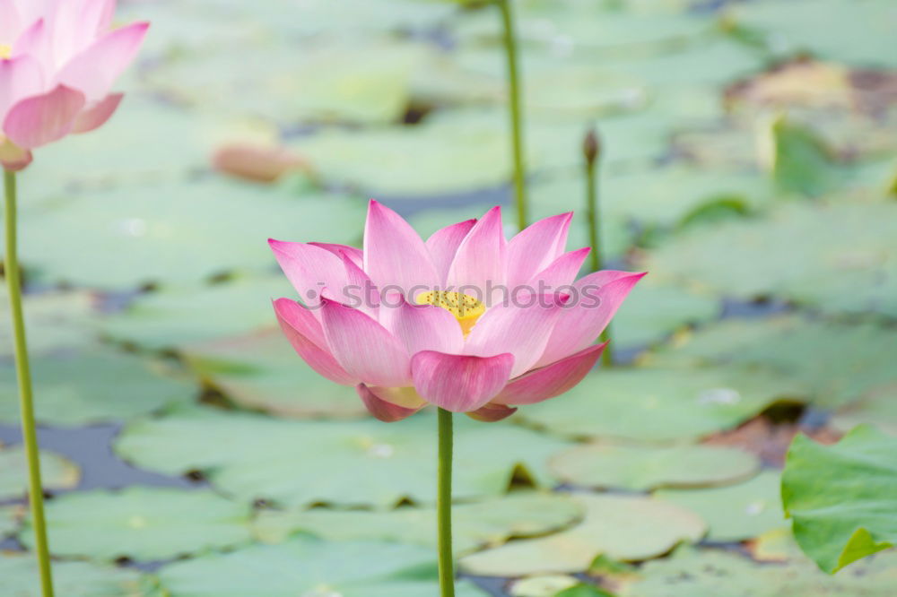 Similar – Image, Stock Photo Lotus Flower (water Lilly