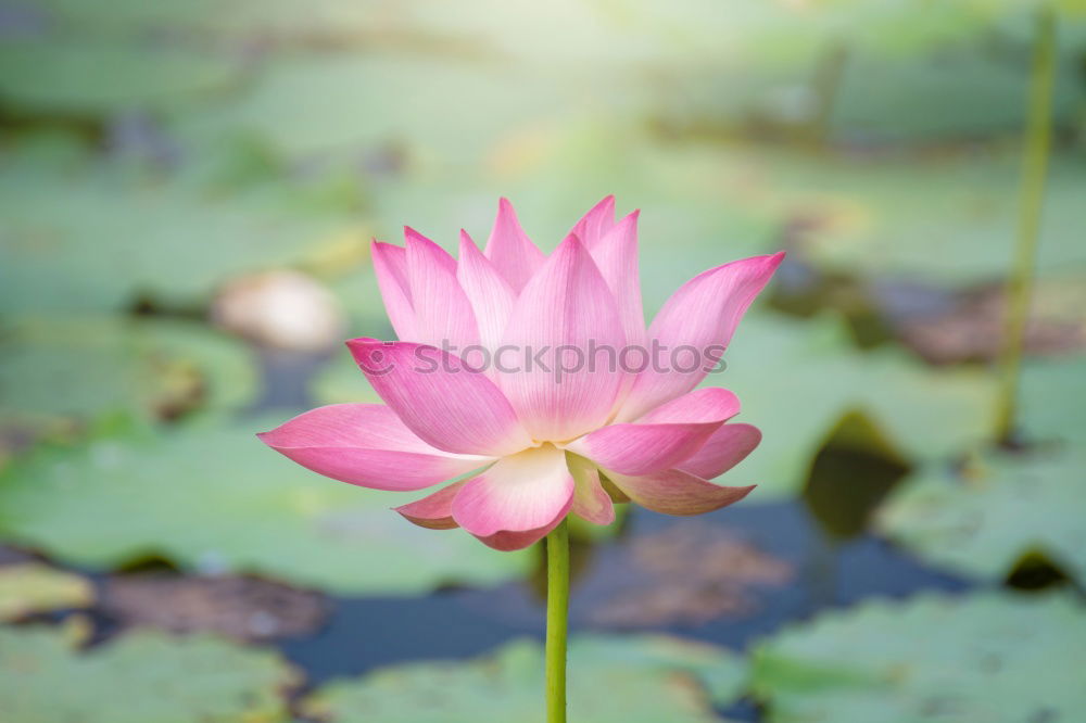 Similar – Image, Stock Photo Lotus Flower (water Lilly