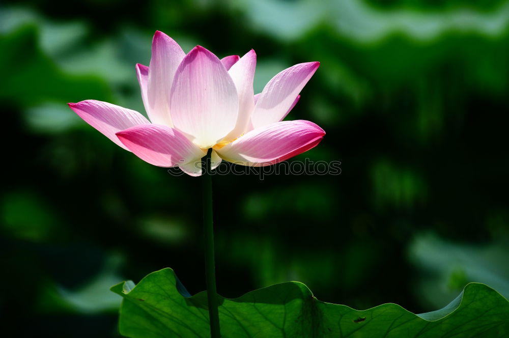 Similar – Image, Stock Photo searosis Rose Water lily