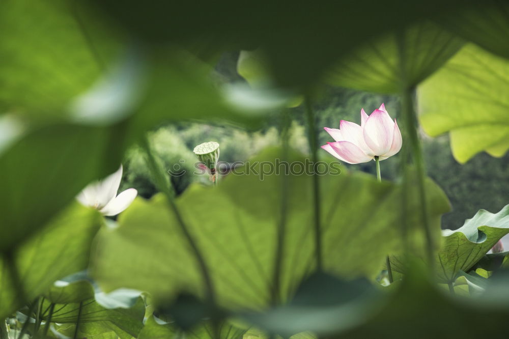 Similar – Beautiful garden with flowers and green leaves