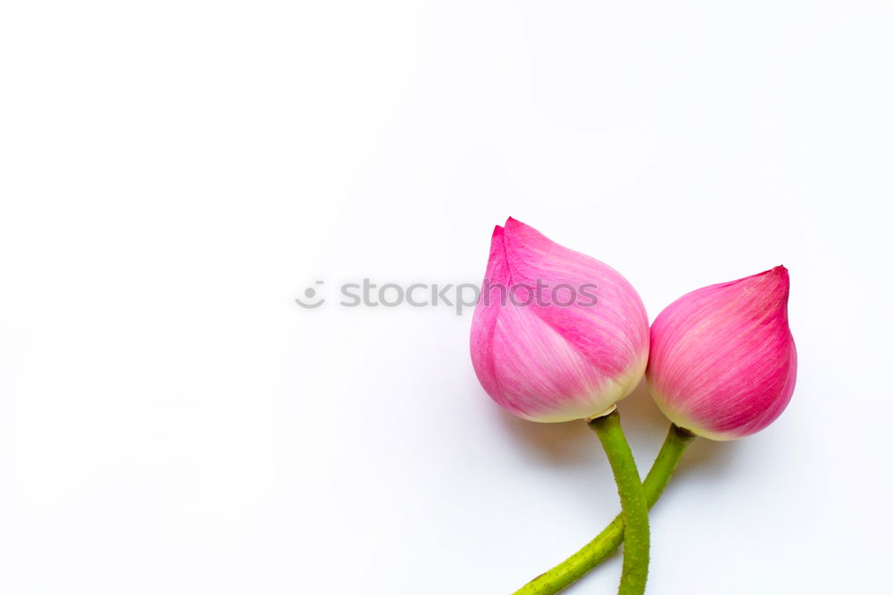 Similar – Image, Stock Photo Tulip in pastel colour