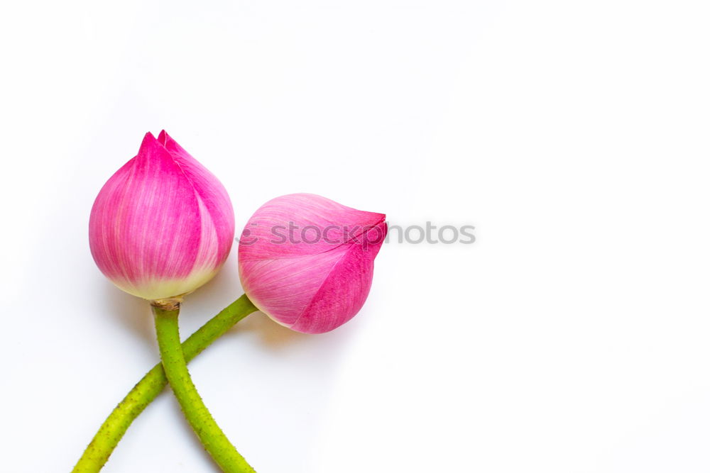 Similar – Image, Stock Photo Tulip in pastel colour