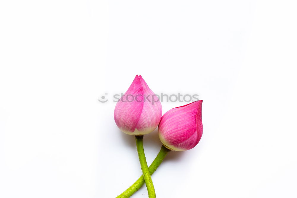 Similar – Image, Stock Photo Four oh oh Plant Flower