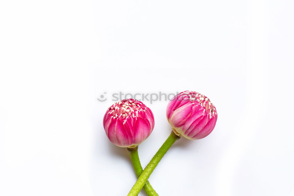 Similar – chive blossom Chives