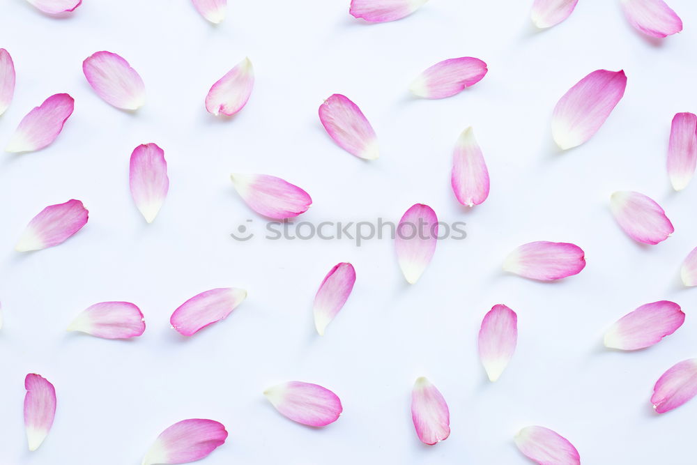 Similar – Image, Stock Photo Envelope with flowers