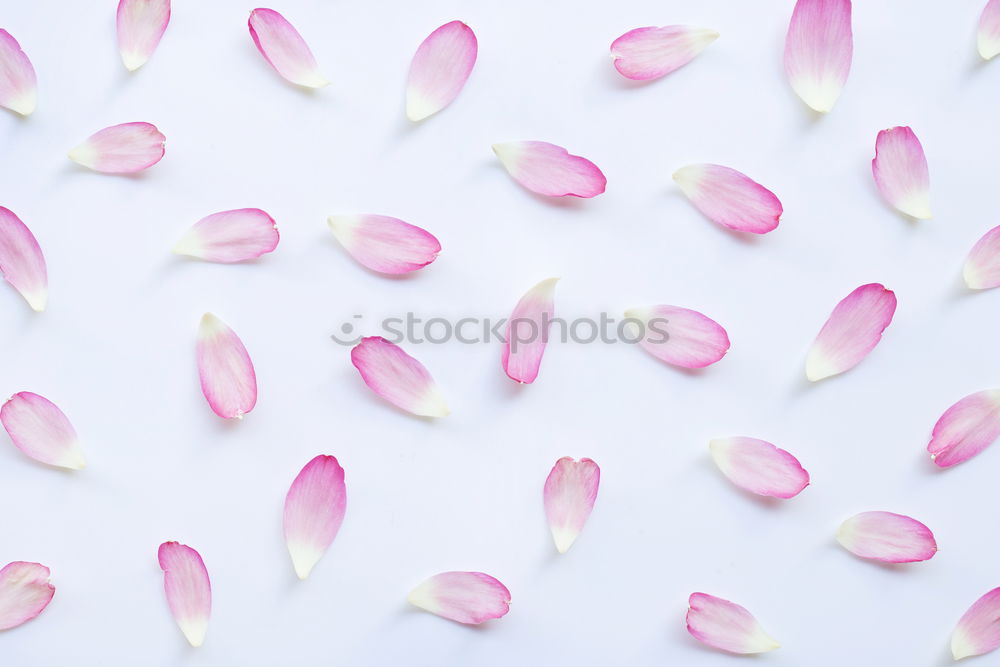 Similar – Image, Stock Photo Fresh garlic on a light pink background