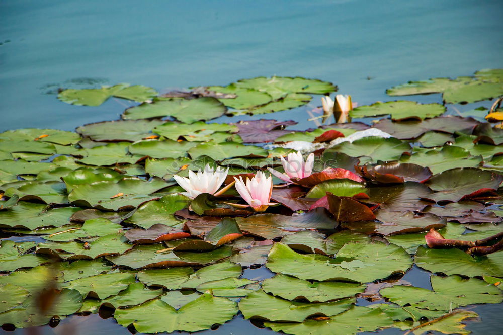 Similar – Seerose im Licht Rose