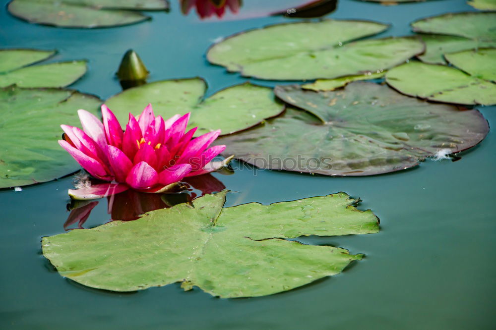 Similar – Seerose im Licht Rose