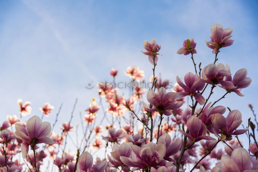 Similar – Image, Stock Photo Foreign world Nature