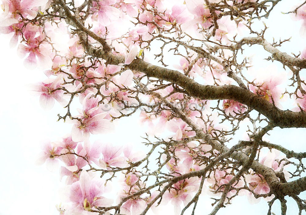 Similar – sakura Nature Plant Sky