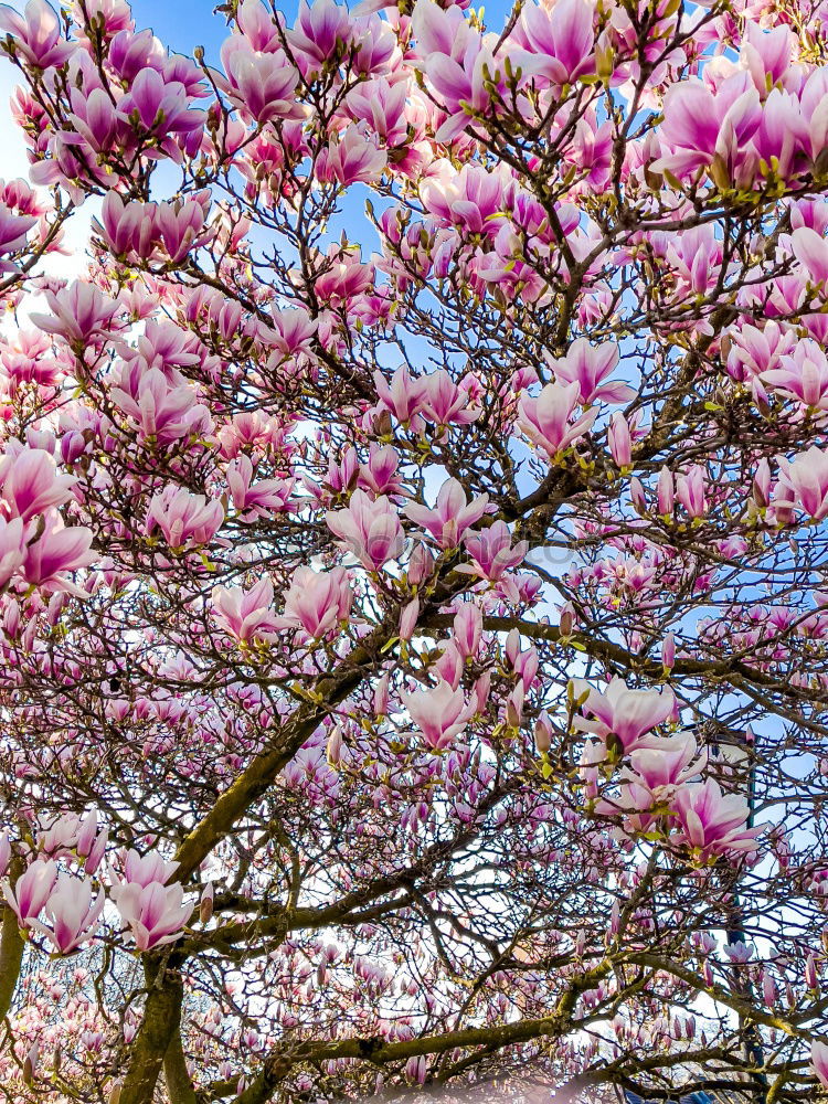 Similar – Image, Stock Photo Magnolienblüte