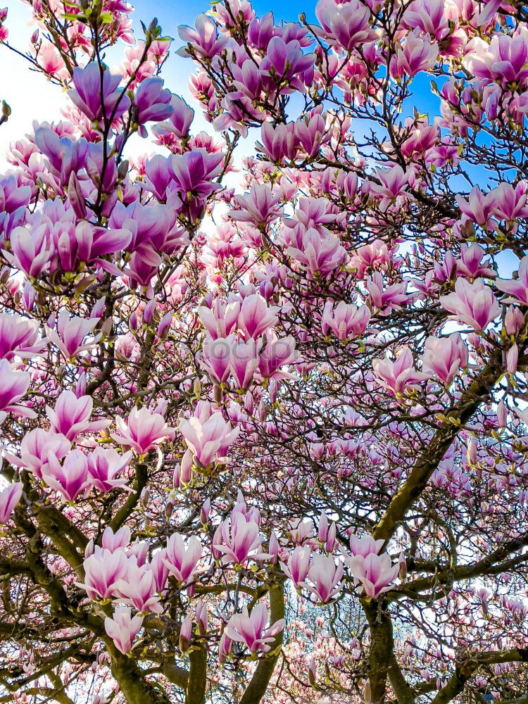 Similar – Image, Stock Photo Magnolienblüte