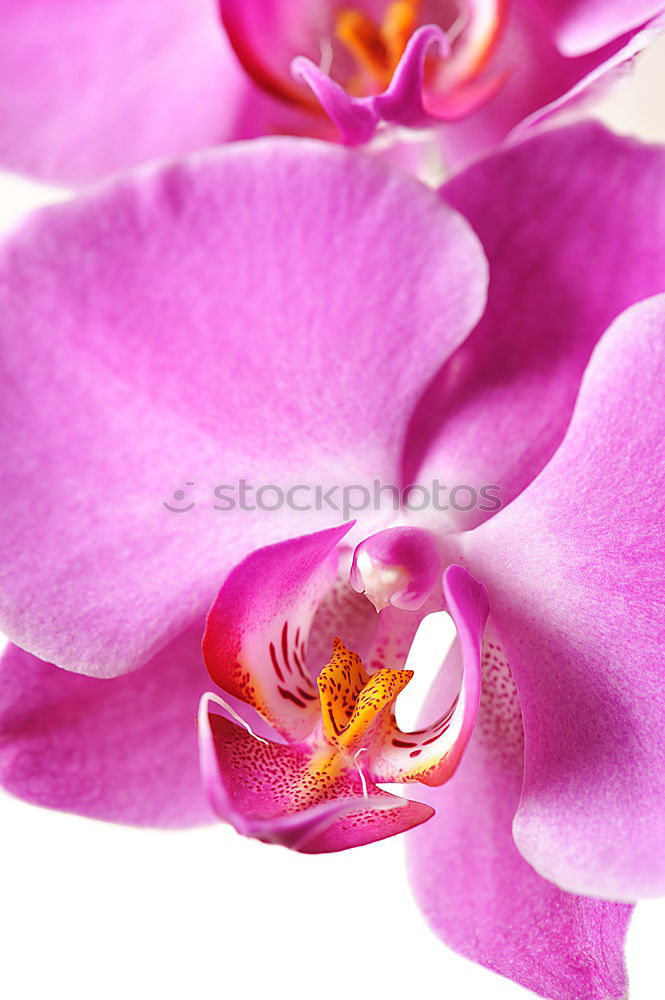 Similar – Image, Stock Photo dee. Lifestyle Elegant