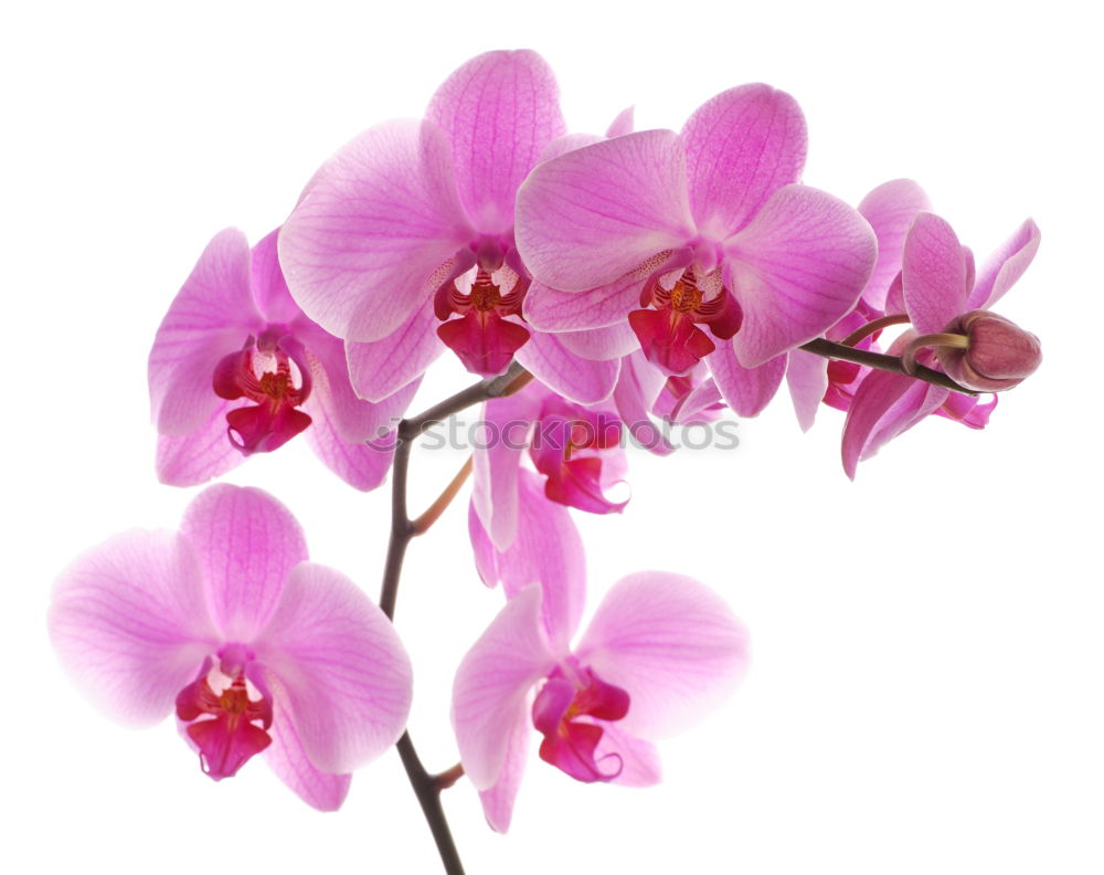 Similar – Image, Stock Photo Flower pink Orchid Pink