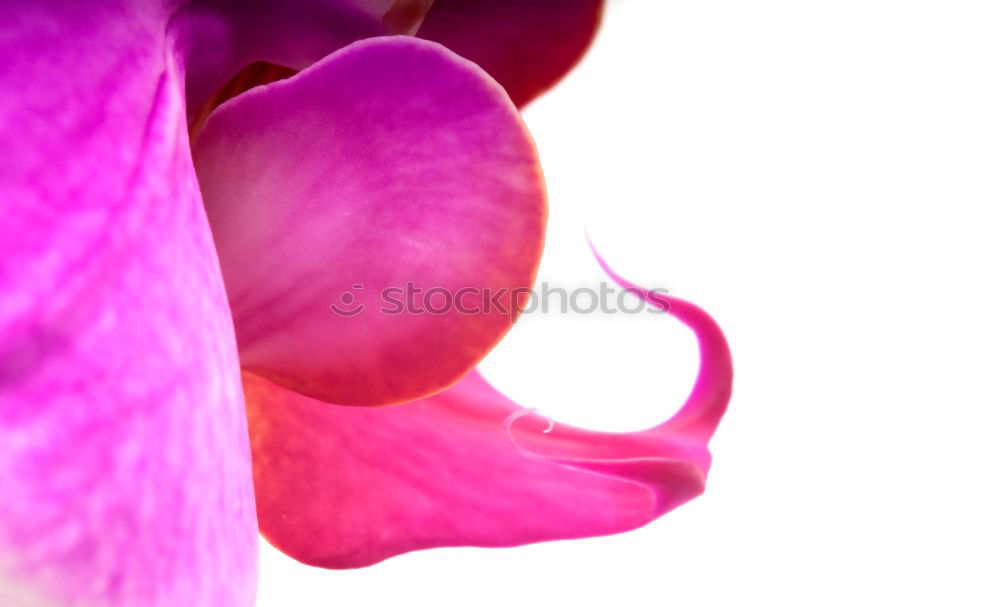 Similar – Image, Stock Photo schlumbergarablüte 2