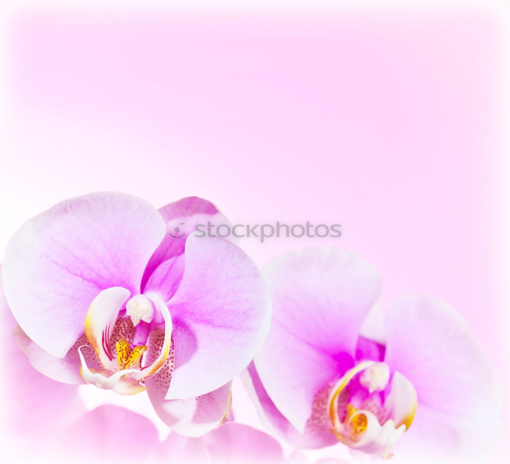 Similar – Image, Stock Photo Delicate flowers of orchids