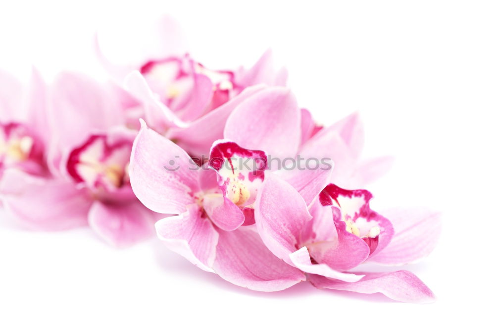 Similar – Image, Stock Photo pot plant Plant Orchid