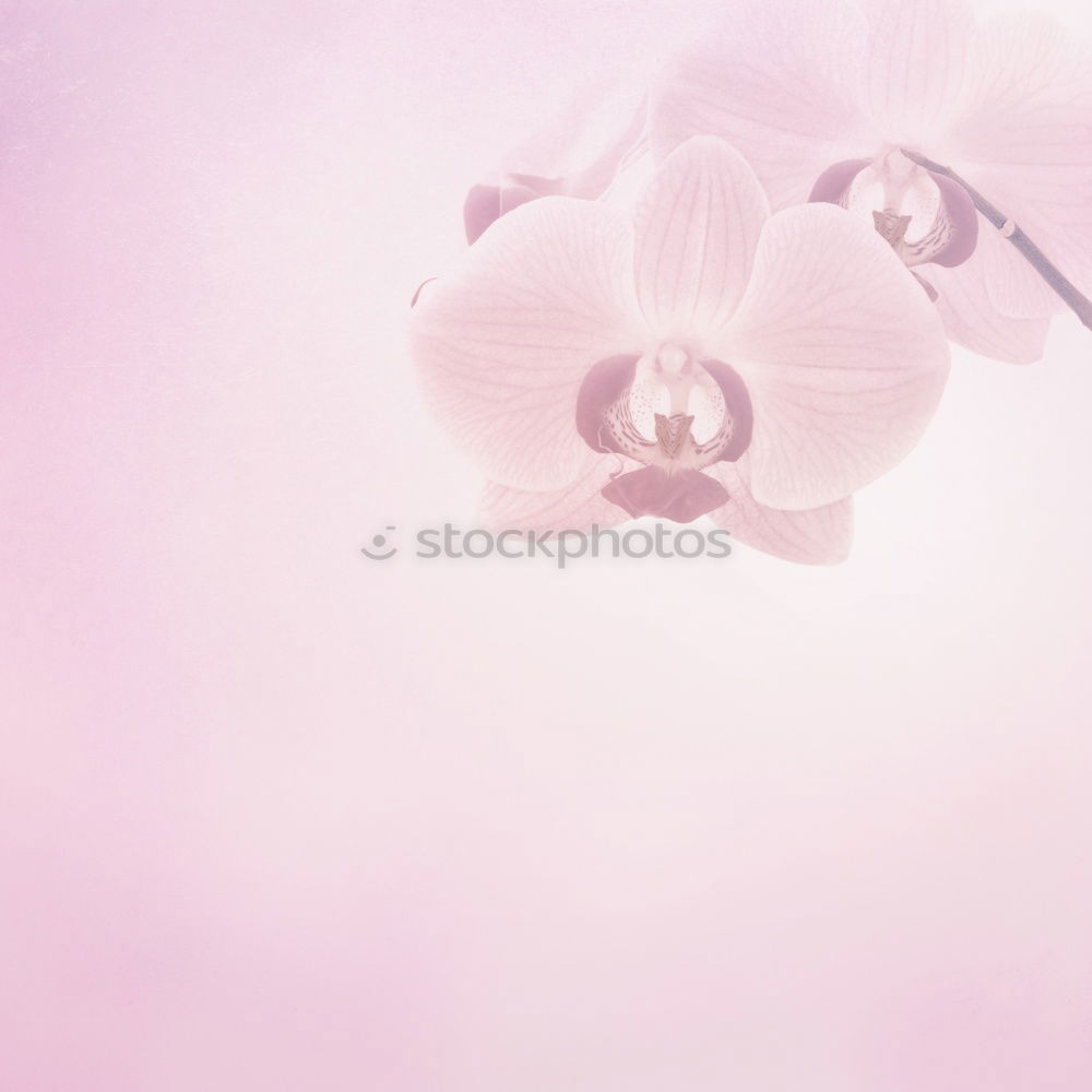 Similar – Image, Stock Photo Beautiful hyacinth flowers and empty wooden shield