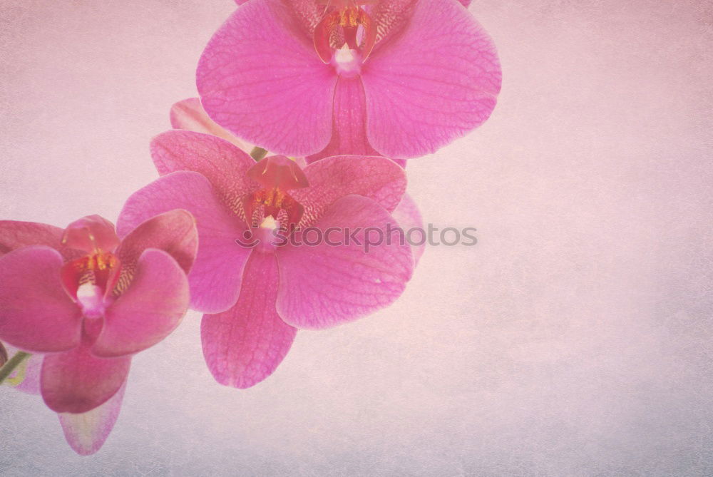 Similar – Fresh Spring Tulips On Wooden Table