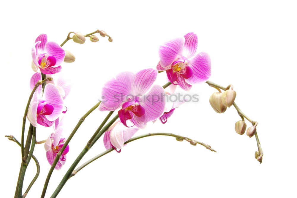 Similar – Image, Stock Photo coloured flowers