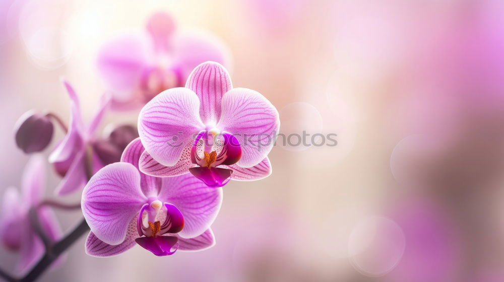 Similar – Image, Stock Photo purple Nature Plant Summer